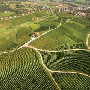 Zastávka ve vinařství Zlati Grič Zastávka ve vinařství Zlati Grič