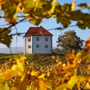 Zastávka ve vinařství Zlati Grič Zastávka ve vinařství Zlati Grič