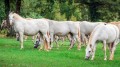 Poznávací zájezd slovinské přímoří, Škocjanské jeskyně, Lipica, město Terst a zámek Miramare